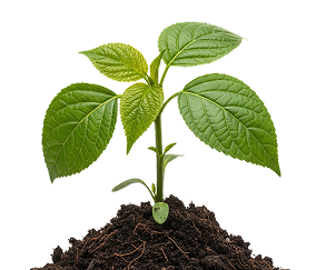 Plántula con primeras hojas verdaderas