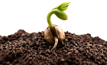Brote germinando en la tierra